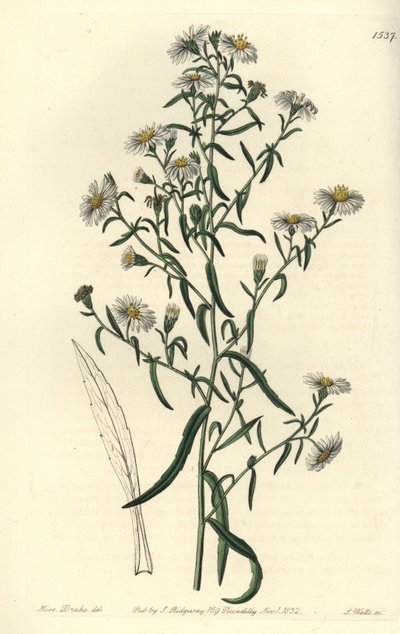 Brittle Aster by Sydenham Teast Edwards