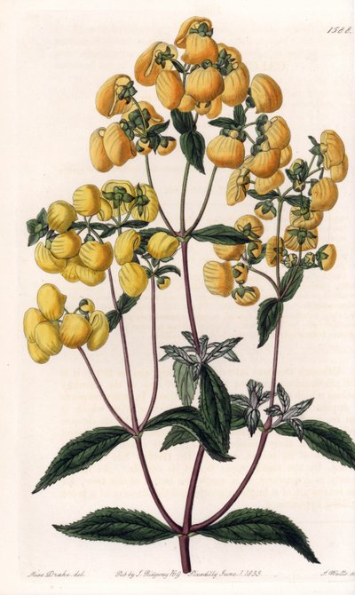 Calceolaria Rugosa. Handcoloured copperplate engraving from Sydenham Edwards