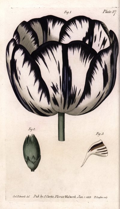 Calisse of tulip and carnation giroflee or carnation florists. Coloured copper engraving, illustration by Sydenham Edwards for Conferences of Botanical, Botanical Garden of Lambeth, England by Sydenham Teast Edwards