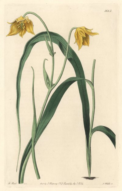 Calochorte with Pale Yellow Flowers by Sydenham Teast Edwards