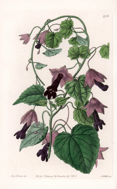 Chinese Hat - Plate Engraved by S. Watts, from an Illustration by Sarah Anne Drake, from the Botanical Register of Sydenham Edwards by Sydenham Teast Edwards