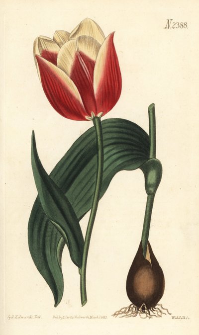 Claramond tulip, Tulipa suaveolens by Sydenham Teast Edwards