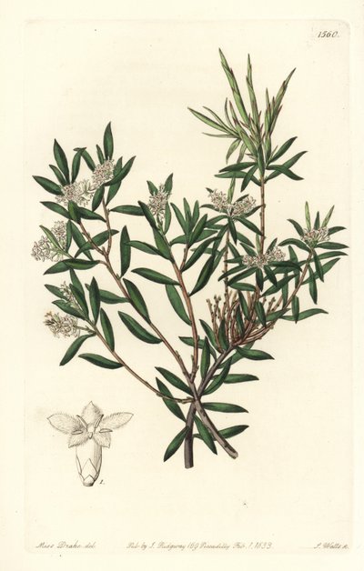 Coast Beard-Heath by Sydenham Teast Edwards