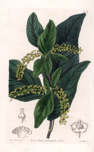 Coccoloba variete, native to the West Indies by Sydenham Teast Edwards