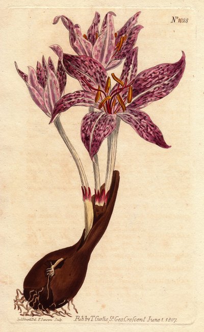 Chequer Flowered Meadow Saffron from a Botanical Illustration by Sydenham Edwards by Sydenham Teast Edwards