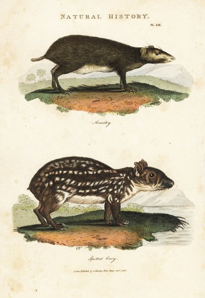 Common Acouchi or Buffon Acouchi and Paca - Red acouchi, Myoprocta acouchy, and lowland or spotted paca, Cuniculus paca. Illustration by Sydenham Edwards from John Mason Good