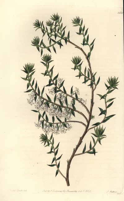 Common Heath by Sydenham Teast Edwards