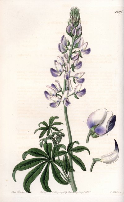 Common Riverbank Lupin by Sydenham Teast Edwards