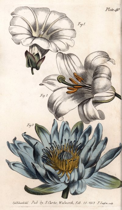 Corolla: Field Edge, Lily (Hexapetal) and Lily (Polypetal) by Sydenham Teast Edwards