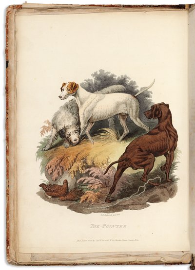 Cynographia Britannica: Consisting of Coloured Engravings of Various Breeds of Dogs Existing in Great Britain, 1800-05 by Sydenham Teast Edwards