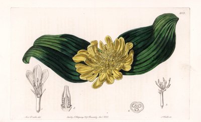 Daubenya Variete - Plate engraved by S. Watts, from an illustration by Sarah Anne Drake, from the Botanical Register of Sydenham Edwards, England by Sydenham Teast Edwards