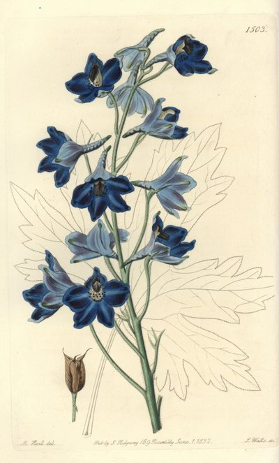 Showy Delphinium by Sydenham Teast Edwards