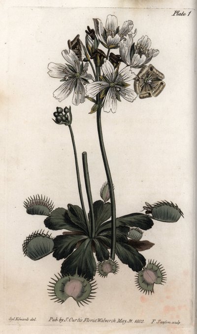 Dionee Catches Fly from Botanical Conferences, Lambeth Botanical Garden by Sydenham Teast Edwards