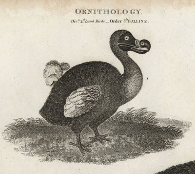 Dodo, Raphus cucullatus, Extinct Flightless Bird by Sydenham Teast Edwards
