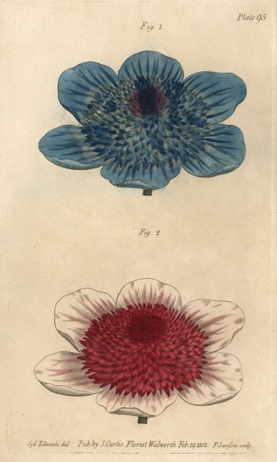 Double Blue Anemone from William Curtis