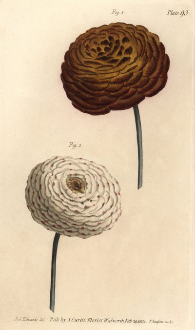 Double ranunculus varieties, Persian buttercup, Ranunculus asiaticus. by Sydenham Teast Edwards