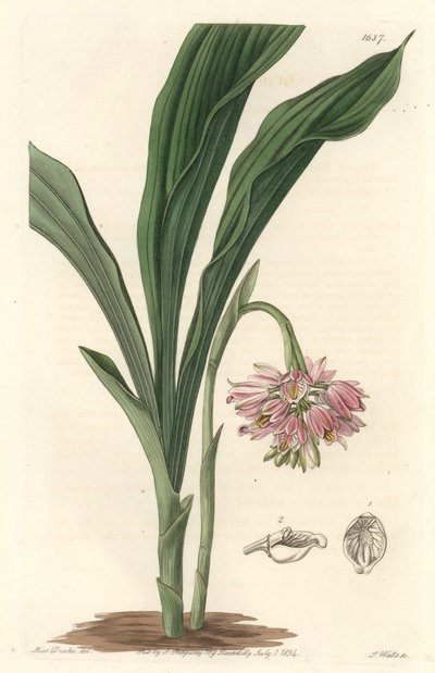 Earth Orchid, Originally from Sri Lanka by Sydenham Teast Edwards