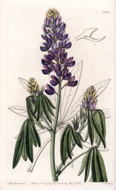 Elegant Lupin or Lupin from Mexico. Handcoloured copperplate engraving from Sydenham Edwards