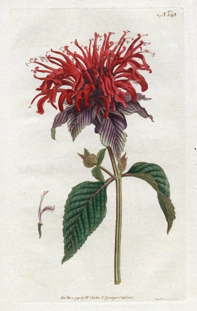 Fistula Monarde by Sydenham Teast Edwards