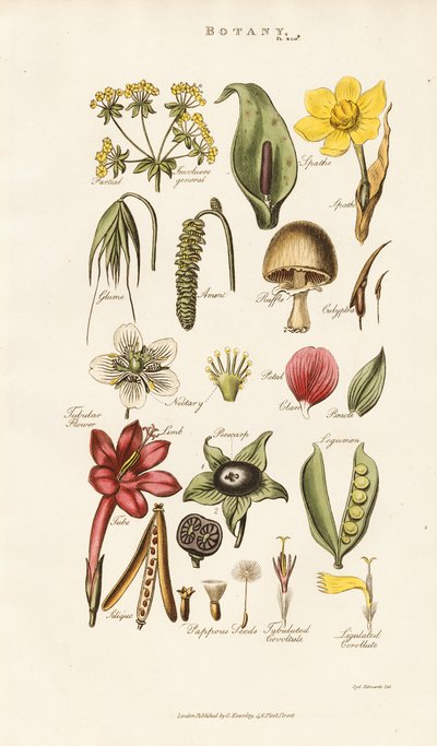 Floral and Plant Structures by Sydenham Teast Edwards
