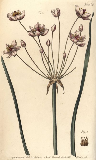 Flowering Rush by Sydenham Teast Edwards