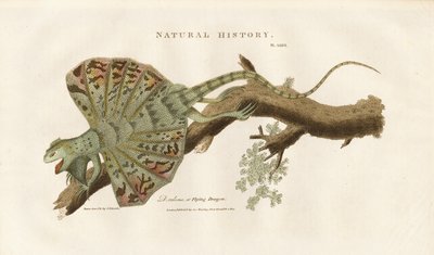 Flying Dragon on a Branch by Sydenham Teast Edwards