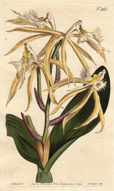 Fringed Epidendrum Orchid by Sydenham Teast Edwards