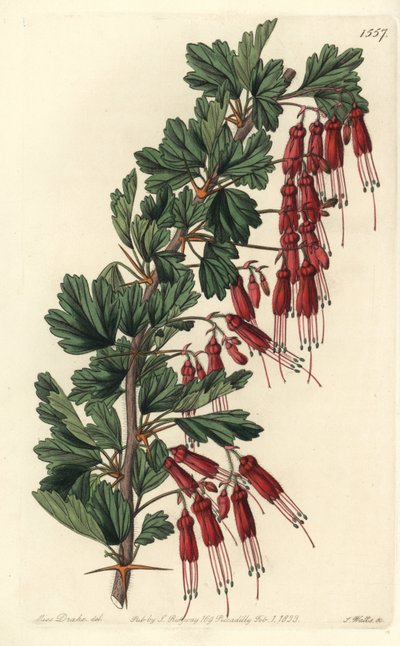 Fuchsia Flower or California Fuchsia from Sydenham Edwards