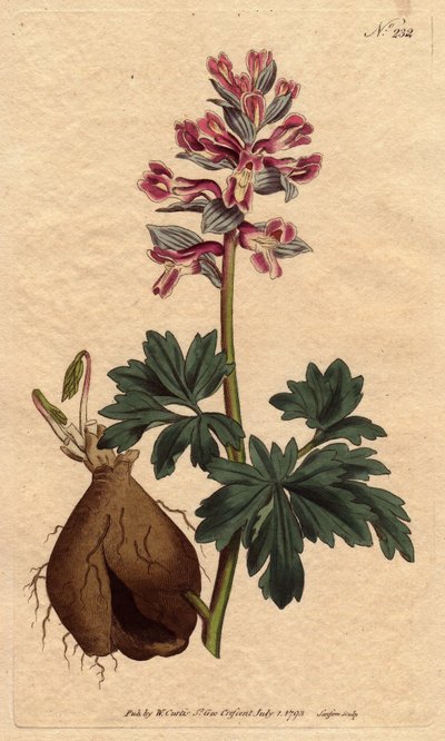 Hollow rooted fumitory with dusty mauve flowers, native to Germany by Sydenham Teast Edwards
