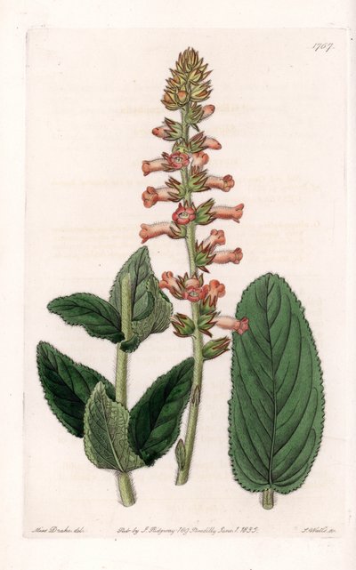 Genera Variety by Sydenham Teast Edwards