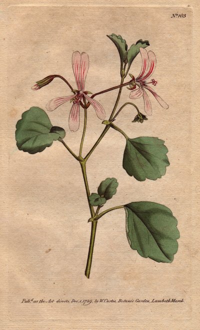 Geranium has sorrel leaf, with rose veined flowers, native to South Africa. Sorrel crane