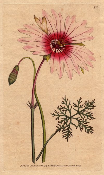 Large Flowered Monsonia by Sydenham Teast Edwards