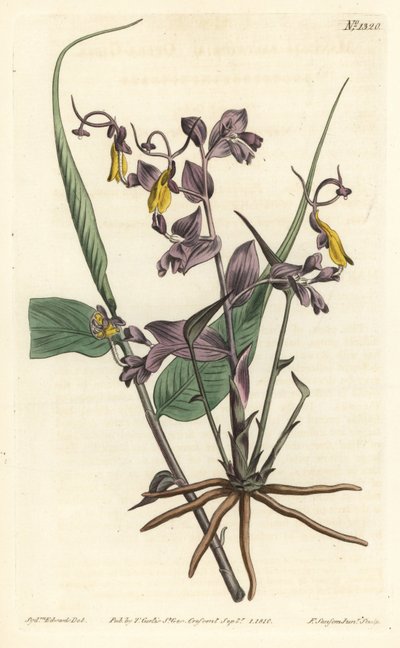 Globba Radicalis from William Curtis