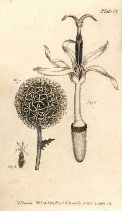 Globe thistle, Echinops sphaerocephalus by Sydenham Teast Edwards