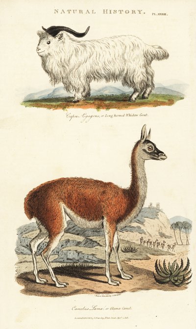 Goat and Llama by Sydenham Teast Edwards