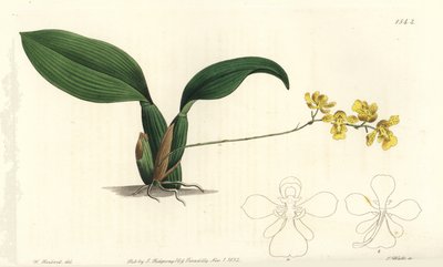 Gomesa Cornigera Orchid (Horned Oncidium, Oncidium cornigerum). Handcoloured copperplate engraving from Sydenham Edwards