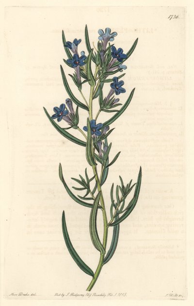 Gremil with Rosemary Leaves, Native to Sicily by Sydenham Teast Edwards