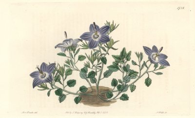 Hairy-leaved campanule, native to Italy - Strong water by S. Watts from an illustration by Sarah Anne Drake, from the Botanical Register by Sydenham Teast Edwards