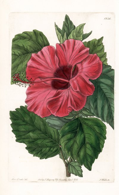 Hibiscus Rose from China by Sydenham Teast Edwards