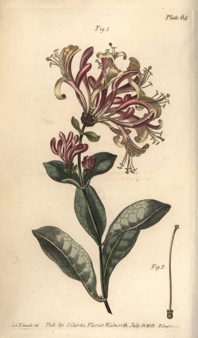 Honeysuckle, Lonicera caprifolium, Monogynia. by Sydenham Teast Edwards