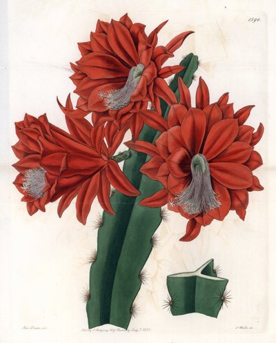 Hybrid Disocactus (Cactus Orchidee) by Sydenham Teast Edwards
