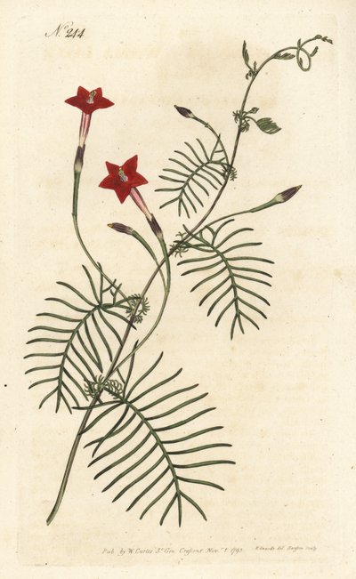 Cypress Vine by Sydenham Teast Edwards