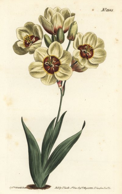 Ixia abbreviata (Cream-coloured spotted ixia, Ixia maculata v. ochroleuca). Handcoloured copperplate engraving by F. Sansom Jr. after an illustration by Sydenham Edwards from William Curtis