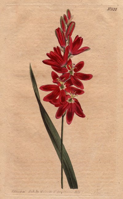 Ixia crimson or stale flower, dark scarlet color. Crimson ixia or spreading-flowered ixia with deep crimson flowers. Handcolored copperplate engraving from a botanical illustration by Sydenham Edwards from William Curtis