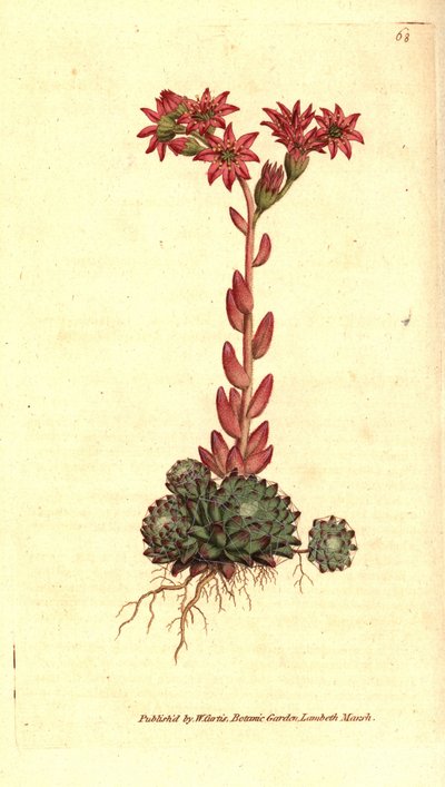 Cobweb houseleek, Sempervivum arachnoideum. Handcoloured copperplate engraving after a botanical illustration from William Curtis
