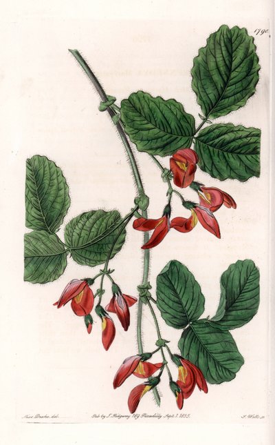 Kennedia macrophylla, plant native to Australia, rare endangered species - Plate engraved by S. Watts, from an illustration by Sarah Anne Drake, from the Botanical Register of Sydenham Edwards, England by Sydenham Teast Edwards