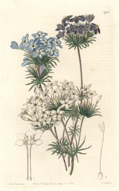 Leptosiphon Androsace, Native to California - Engraved by S. Watts, from an illustration by Sarah Anne Drake, from the Botanical Register by Sydenham Teast Edwards