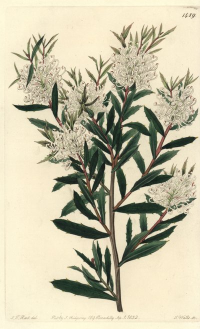 Linear-leaved Hakea, Hakea Linearis. Handcoloured Copperplate Engraving by S. Watts after an Illustration by J.T. Hart from Sydenham Edwards