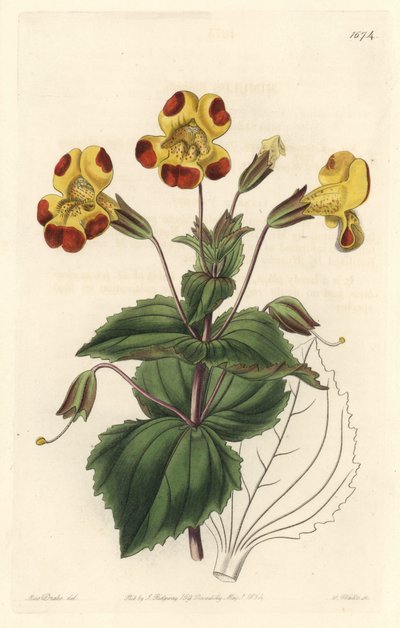 Monkey Flower or Musk Flower, Hybrid Variety from the Botanical Register by Sydenham Teast Edwards