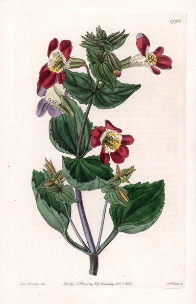 Mimule Variete, Called Monkey Flower or Musk Flower by Sydenham Teast Edwards